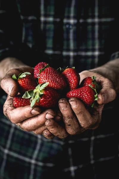 Man holding fresh strawberries in hands