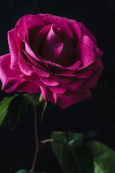 Pink rose, morning dew