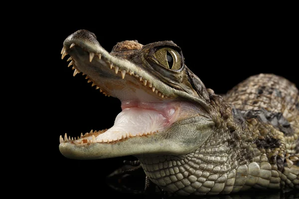 Closeup Young Cayman Crocodile, Reptile with opened mouth Isolated Black