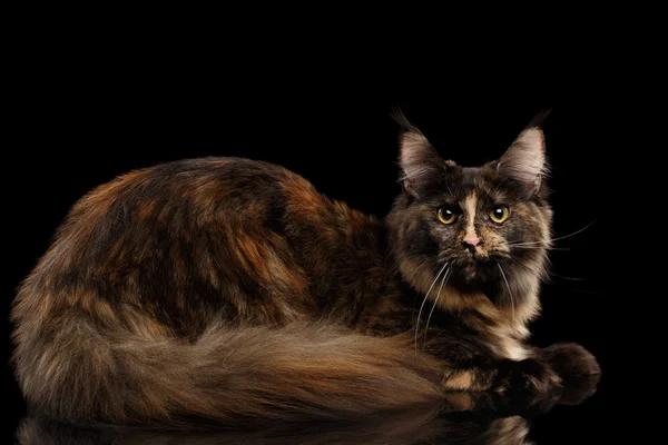 Maine Coon Cat Rest and Looking in Camera Isolated Black