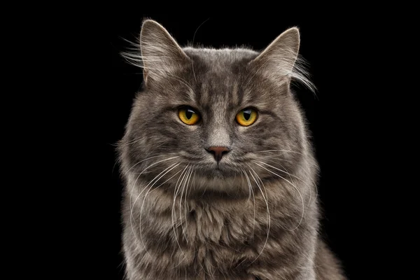 Closeup Portrait Kurilian Bobtail Cat Curious Looks, Isolated Black Background