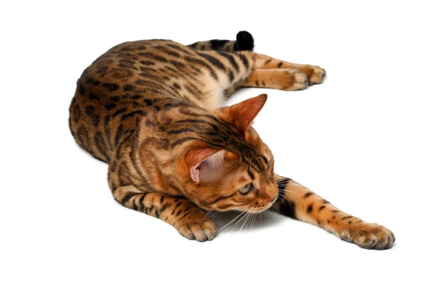 Bengal cat lies on white and raising paw