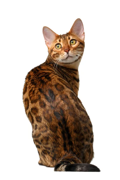 Bengal cat sitting back and turned on white