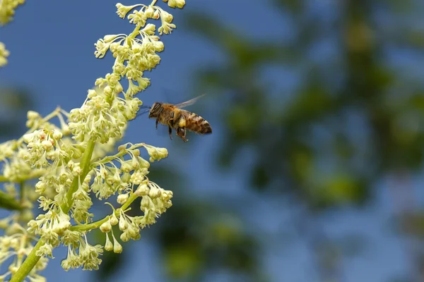 Flying Bee Pollinating of Flower on Blue Sky