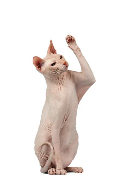 Pink Cat Sphynx Sits and Raising Up Paw Isolated on White