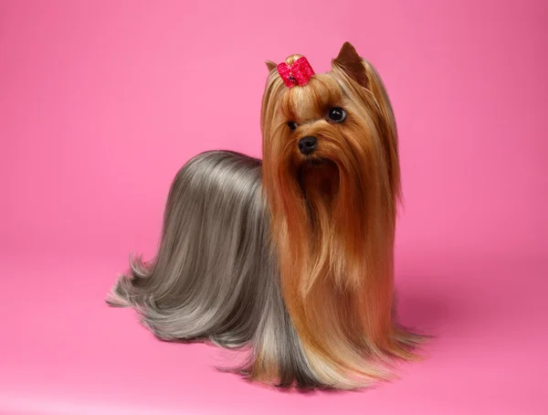 Yorkshire Terrier Dog with long groomed Hair Stands on Pink