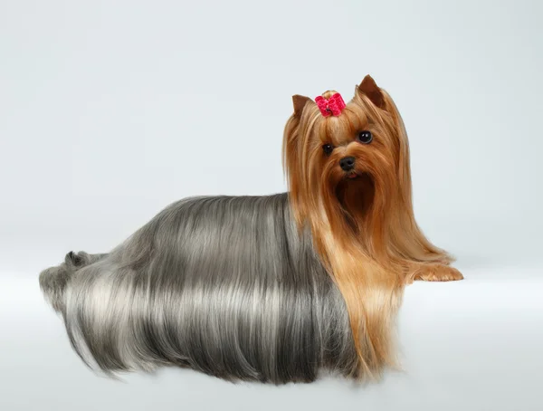 Yorkshire Terrier Dog with long groomed Hair Lying on White