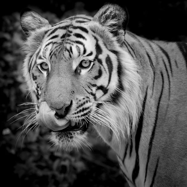 Black and White Tiger looking his prey and ready to catch it.