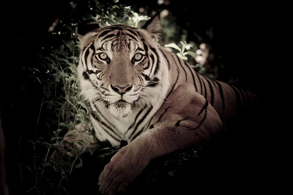 Tiger animal background