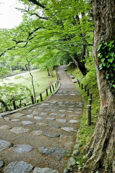 Walkway Lane Path With Green Trees in Forest. Beautiful Alley In