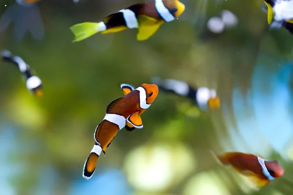 Reef fish , clown fish or anemone fish