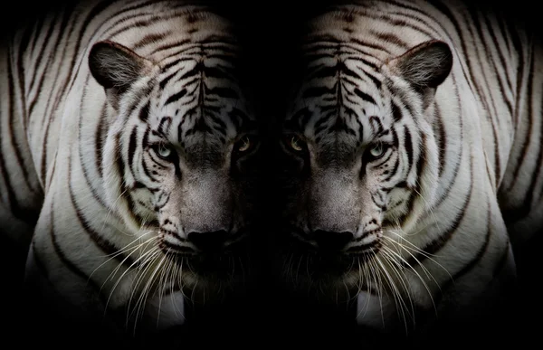 Black & White Twin beautiful tigers face to face isolated on bla