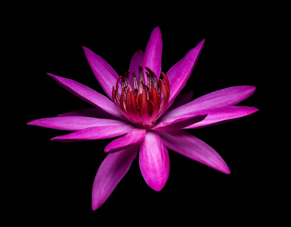 Pink lotus isolated on a black background.
