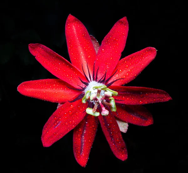 Exotic flower of the Red Panama passionfuit, passiflora edulis,A beautiful red, white & green passion flower on black