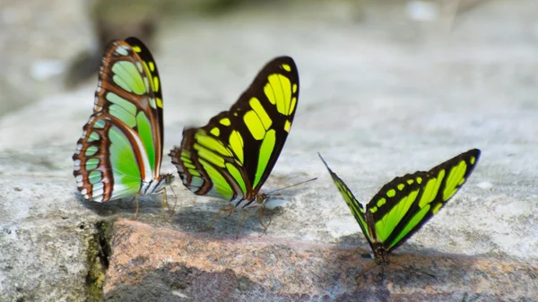 Green butterflies on ground