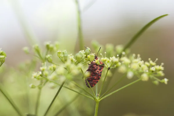 Striped-Bug on top of fennel flowers