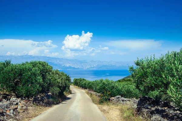 The road in an olive grove on the Mediterranean island of Hvar in Croatia