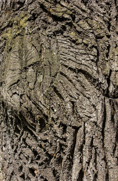 The oak bark with sawed-off branch