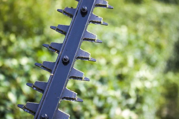 Trimming bushes