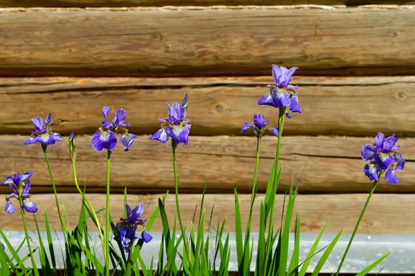 Iris flowers against the wooden house wall