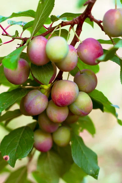 Plums on a branch.