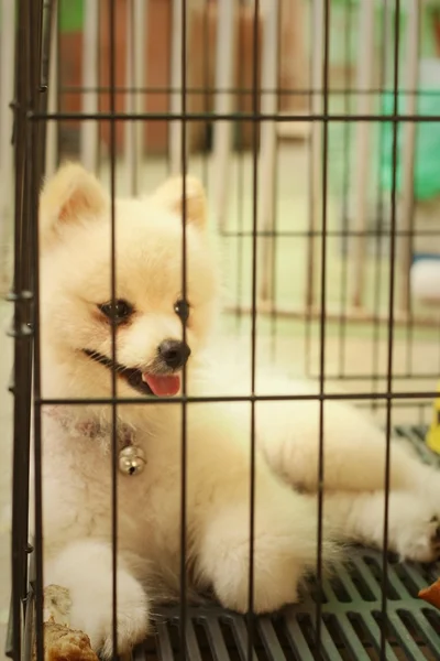 Pomeranian puppy in a cage at the park