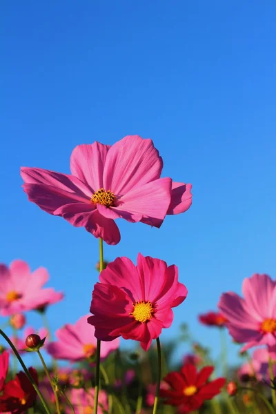 Colorful of cosmos flower in the garden