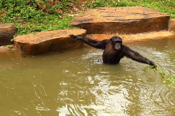 Monkey King is trying to stick snack.