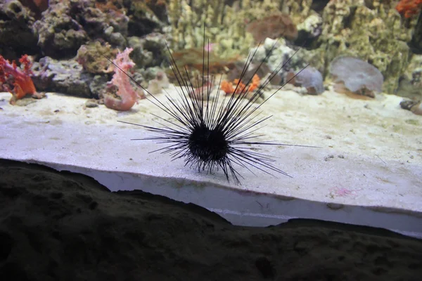 Sea urchin in aquarium