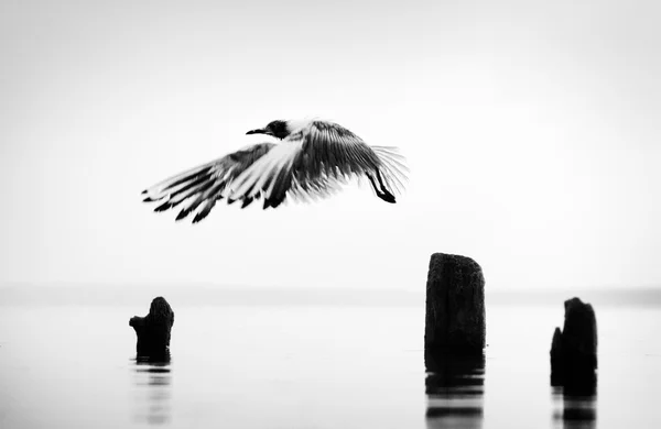 A huge seagull flies up to a pillar of salt over the estuary