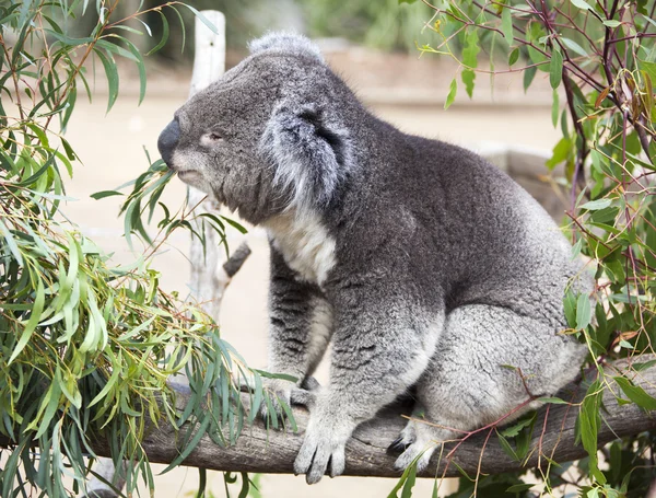 Koala's Lunch