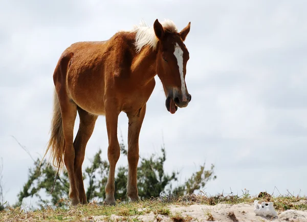 The Yawning Horse