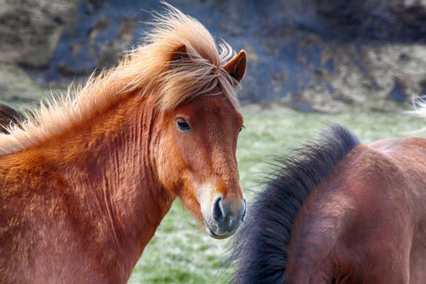 Horse, horses, animals, nature, ride, tourism, horse racing, Iceland