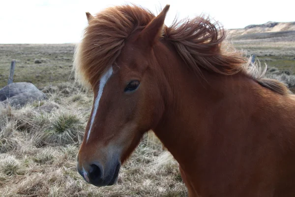 Animals, horse, horse racing, horses, iceland, nature, ride, tourism