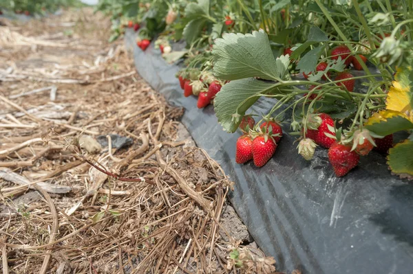 Strawberries on field 7