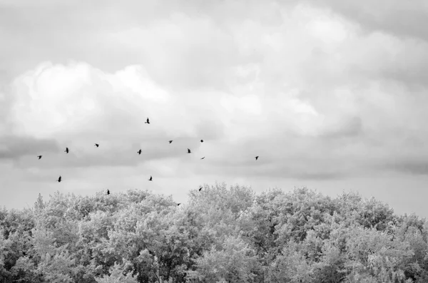 A flock of birds in the summer sky