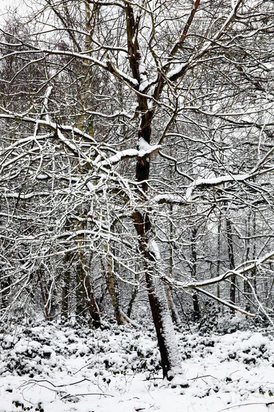 Winter landscape trees