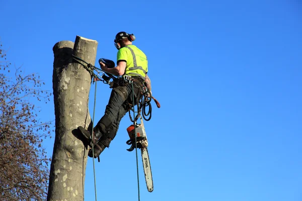 Tree surgeon in a harness