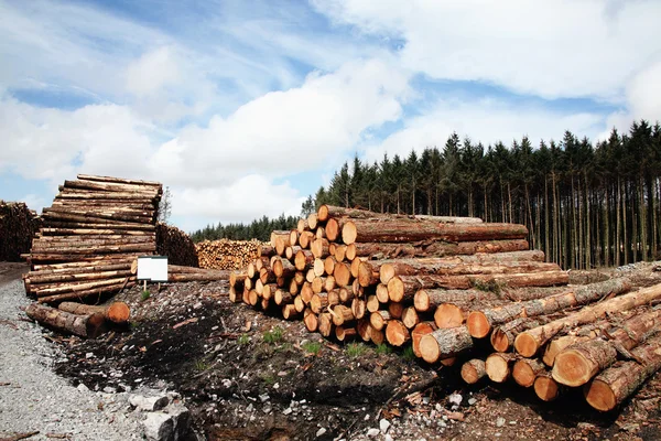 Forest pine trees log trunks