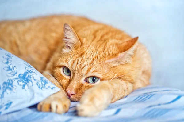 Ginger Cat comfortably lies in a blue fabric linen