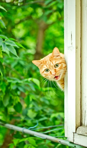 Orange cat cries on the window