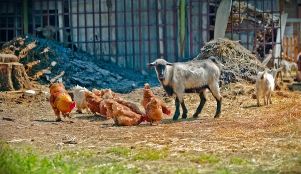 Farm life - Goat and chicken in the stall