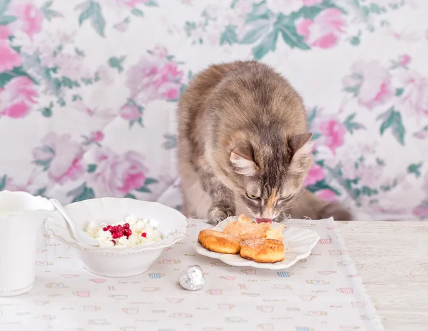 The cat eats breakfast. Cookies, cottage cheese and milk. Country breakfast on the table. Cat Thief.