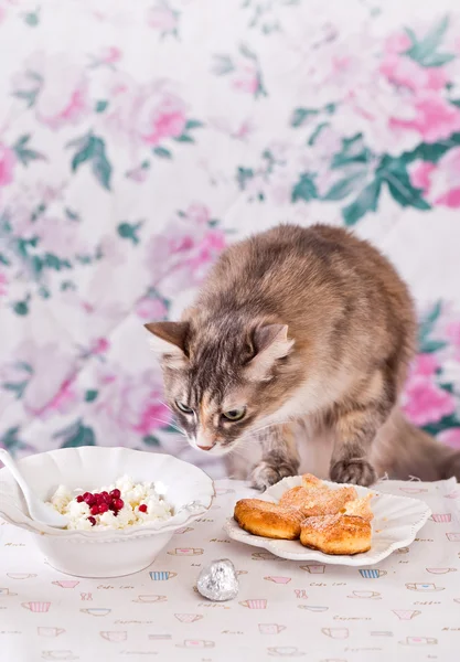 The cat eats breakfast. Cookies, cottage cheese and milk. Country breakfast on the table. Cat Thief.