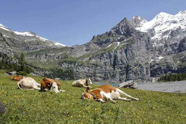 Taking a nap (Cows sleeping in the Alps Switzerland)