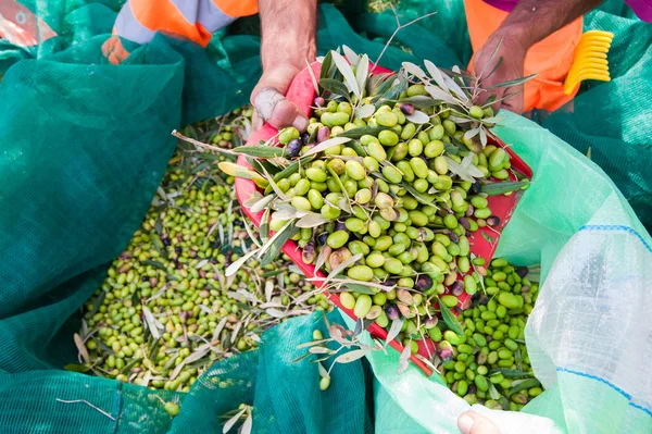 Olive picking time