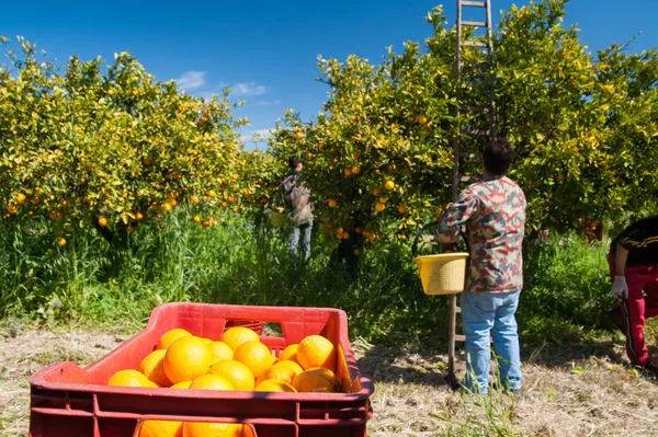 Harvest season