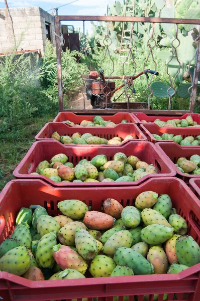 Prickly pears harvest
