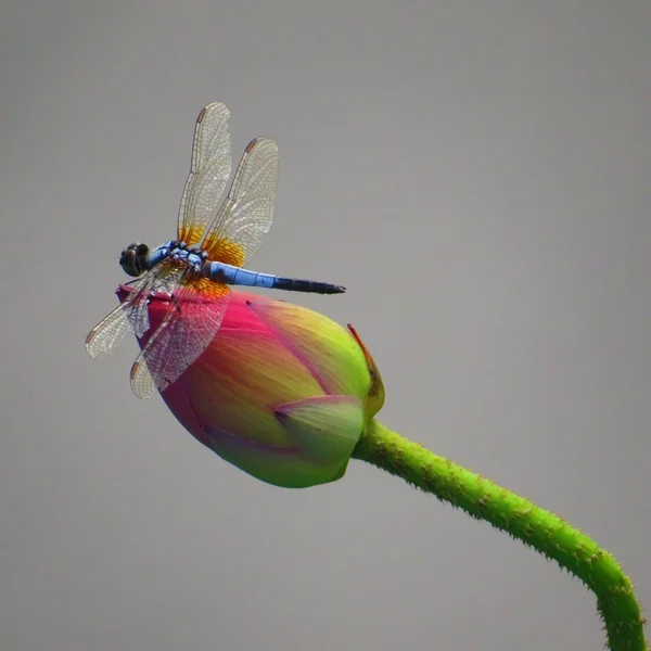 Blue dragonfly on lotus flower