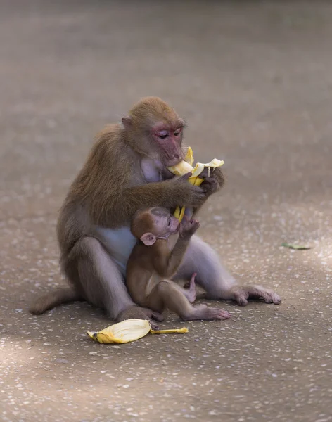 Monkey eat banana